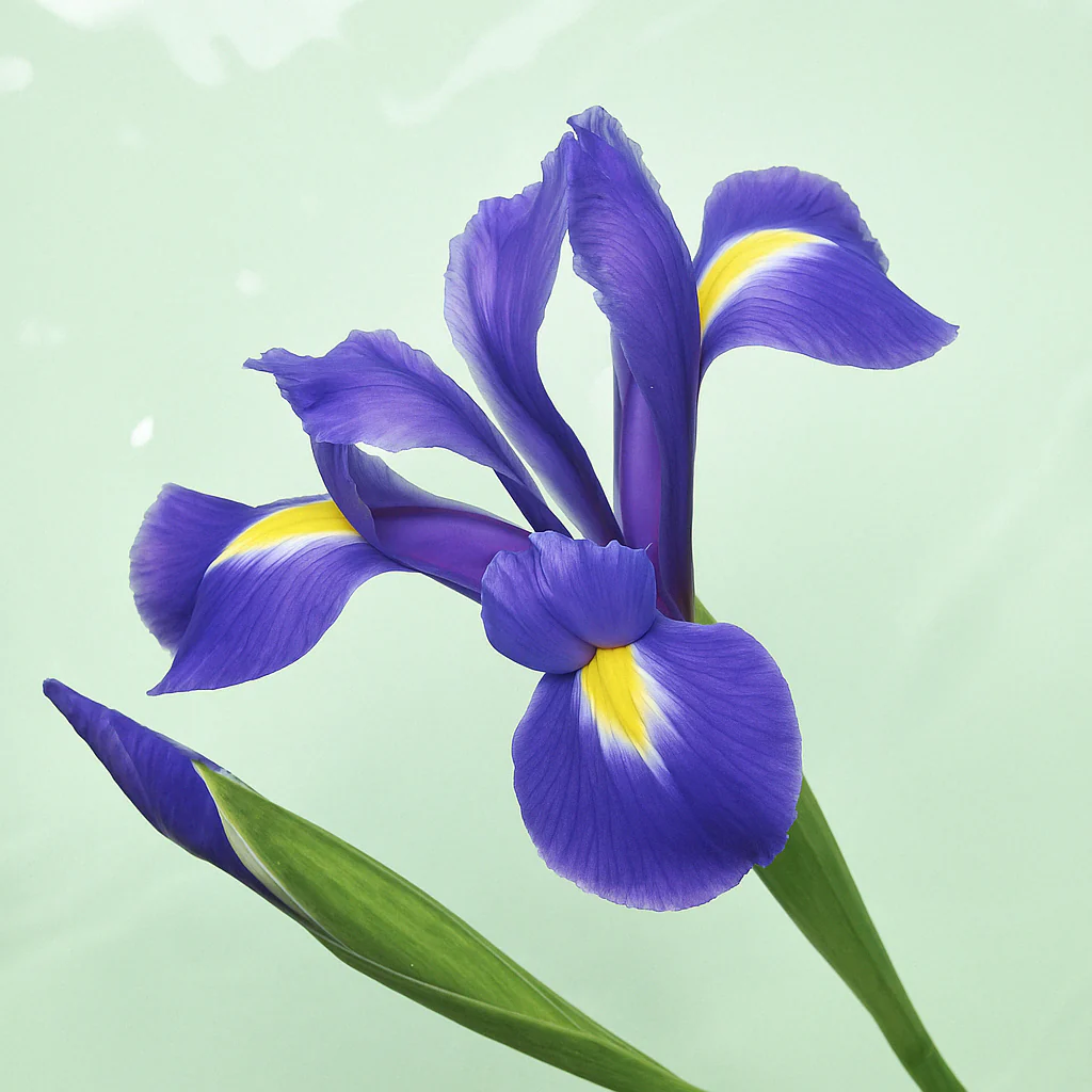ÉCLAT 399 - Woody Iris - Image 2